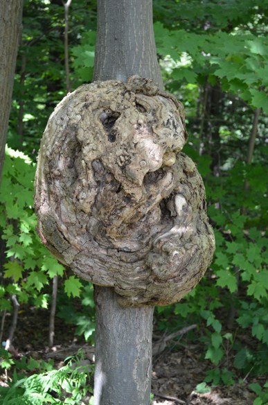 tree wart