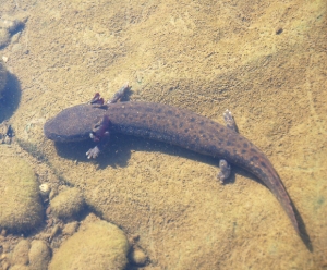 Mudpuppy (Necturus maculosus).  Walhonding River just below 6-mile dam.