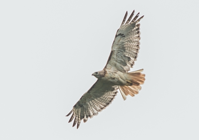 Red-Tailed Hawk cropped