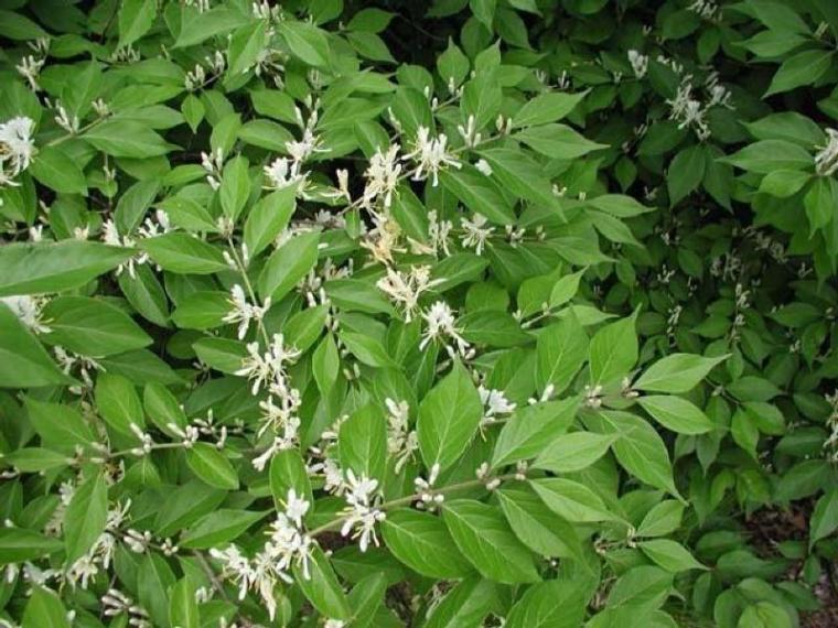 nps.gov bush honeysuckle1D0EC7E8-155D-451F-678FFC8BDF8B607F-large