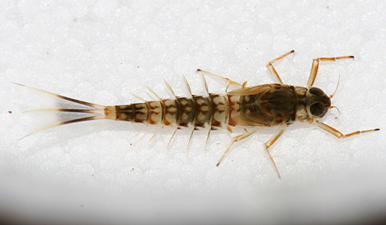 peter grant - mayfly nymph